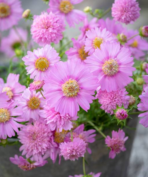 11. COSMOS BIPINNATUS “PINK POPSOCKS” Um cosmos rosa-açúcar com flores de anêmona, uma ótima opção para atrair polinizadores. Para melhores resultados, cultive-o em um recipiente bem drenado em pleno sol e mantenha o composto úmido. Pode as pontas e flores mortas para criar uma planta mais espessa.