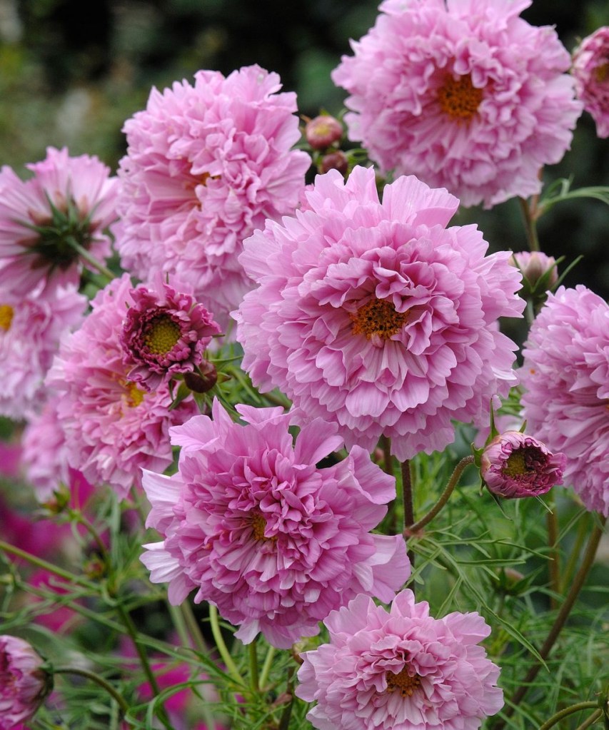 Flores de cosmos com muitas camadas de pequenas pétalas cor de rosa clarinho.