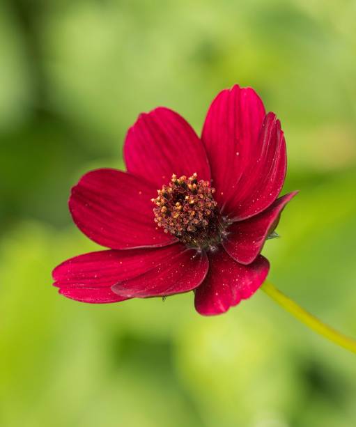 6. COSMOS ATROSANGUINEUSO cosmos de chocolate é um nativo mexicano que produz margaridas marrom-aveludadas no verão. Todo mundo sente o odor de maneira diferente – para alguns, cheira deliciosamente a chocolate, enquanto outros só conseguem detectar algo que lembra carne crua. Ao contrário da maioria dos cosmos (que são anuais), é uma perene tuberosa e deve ser tratada como uma dália, em solo úmido e bem drenado em pleno sol. Deslumbrante com vermelhos, como *Crocosmia “*Hellfire”, ou os tons de lavanda de azul escabiose e perovskia.