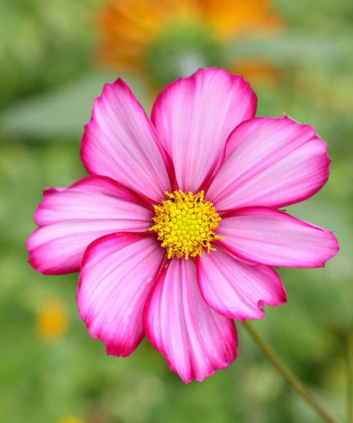 9. COSMOS BIPINNATUS “CANDY STRIPE” Margaridas brancas orladas de rosa, acima de uma folhagem linda e dividida, durante todo o verão e no outono. A largura da orla cereja varia, de modo que às vezes é predominantemente uma flor branca, às vezes mais uma flor rosa. Feliz em solo úmido e bem drenado em pleno sol. Combine com brancos, como *Orlaya grandiflora*, e rosas, como *Lychnis coronaria*. Também é útil para preencher lacunas ao lado de rosas arbustivas, como *Gertrude Jekyll*.