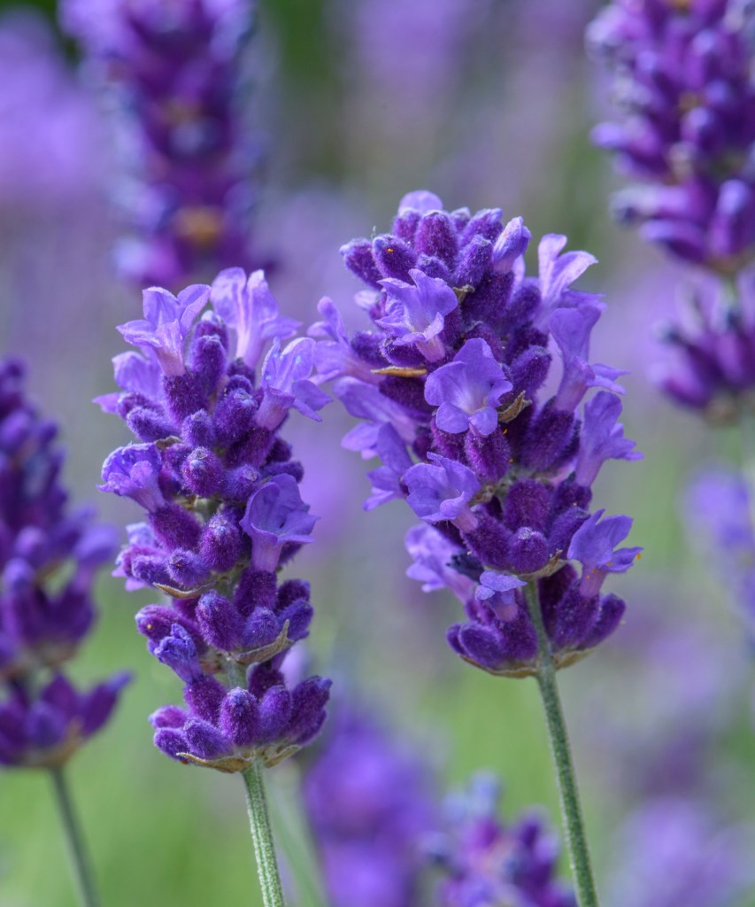 Flores da série Lavender Beezee no verão.