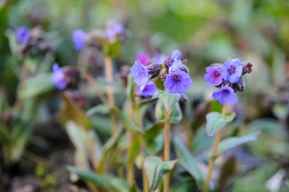 Erva-do-pulmão: A pulmonária, Pulmonaria spp., tem o nome de suas folhas mosqueadas, que supostamente se assemelham a pulmões. Flores em forma de funil nascem em tons de azul, violeta, rosa, roxo, vermelho e branco. Elas são extremamente atraentes para as abelhas, particularmente a abelha de flores de pés peludos, Anthophora plumipes.