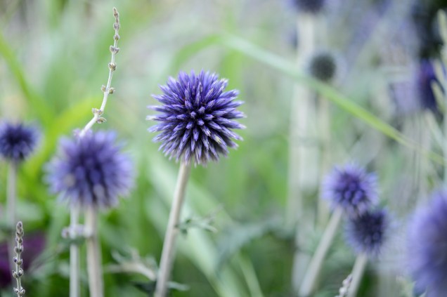 Cardos-globosos: Os cardos globo, Echinops spp., têm folhas pontiagudas e flores azuis metálicas eriçadas, tornando-os uma ótima opção arquitetônica para a parte de trás de um canteiro ensolarado.