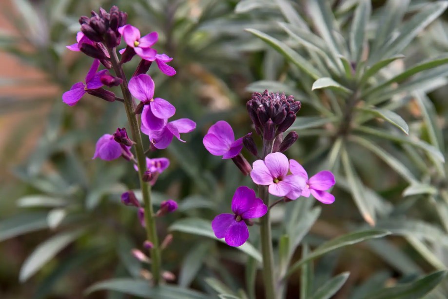 Goiveiro: Erysimum “Bowles's Mauve” são belas e floríferas, perenes de caule lenhoso, carregando massas de flores malva em altas torres, por meses a fio.