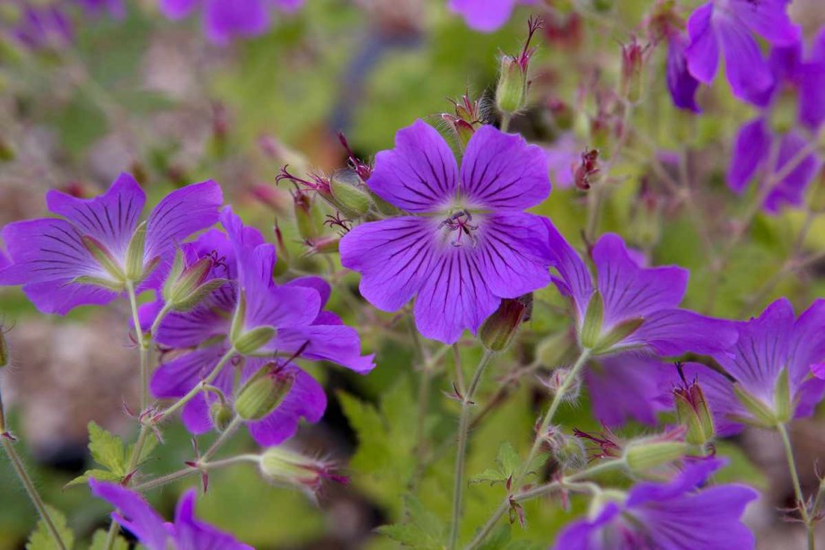 Gerânios: são plantas perenes com flores em forma de pires em tons de rosa, roxo e azul. Eles são fáceis de cultivar, prosperam na sombra e florescem por meses. Os gerânios são populares em esquemas de jardinagem em casas de campo e oferecem uma longa temporada de pólen e néctar para vários polinizadores, principalmente abelhas.