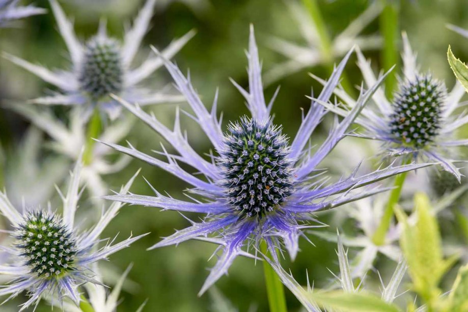 Coentro-bravo: Eryngiums fazem uma adição impressionante a canteiros secos e ensolarados e jardins de cascalho. Eles têm flores parecidas com cardos, compostas de pequenas flores agrupadas em um aglomerado apertado, cercadas por um rufo de brácteas espinhosas.