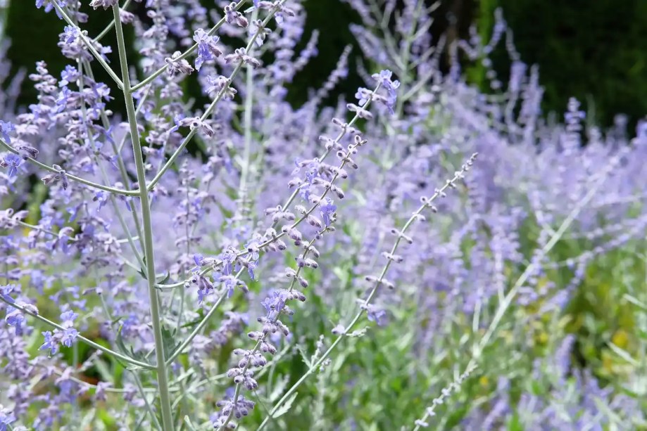 Sálvia da Rússia: A sálvia russa, Perovskia atriplicifolia, é um belo arbusto que atinge seu desempenho máximo no final do verão e no início do outono, quando produz muitas flores cor de lavanda em hastes ramificadas e aromáticas.