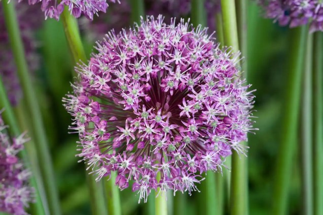 Cebola-ornamental: A maioria dos Alliums ornamentais variam em cor do branco, passando pelo rosa e roxo. Elas são especialmente populares entre os insetos polinizadores e despertam interesse no jardim com suas flores.