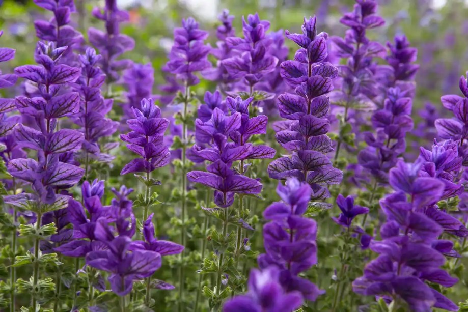 Sálvias: Sálvias de flores roxas como Salvia “Amistad” e “Ostfriesland” parecem fantásticas crescendo em um jardim herbáceo misto com outras flores coloridas como lírio-tocha e margarida-amarela.