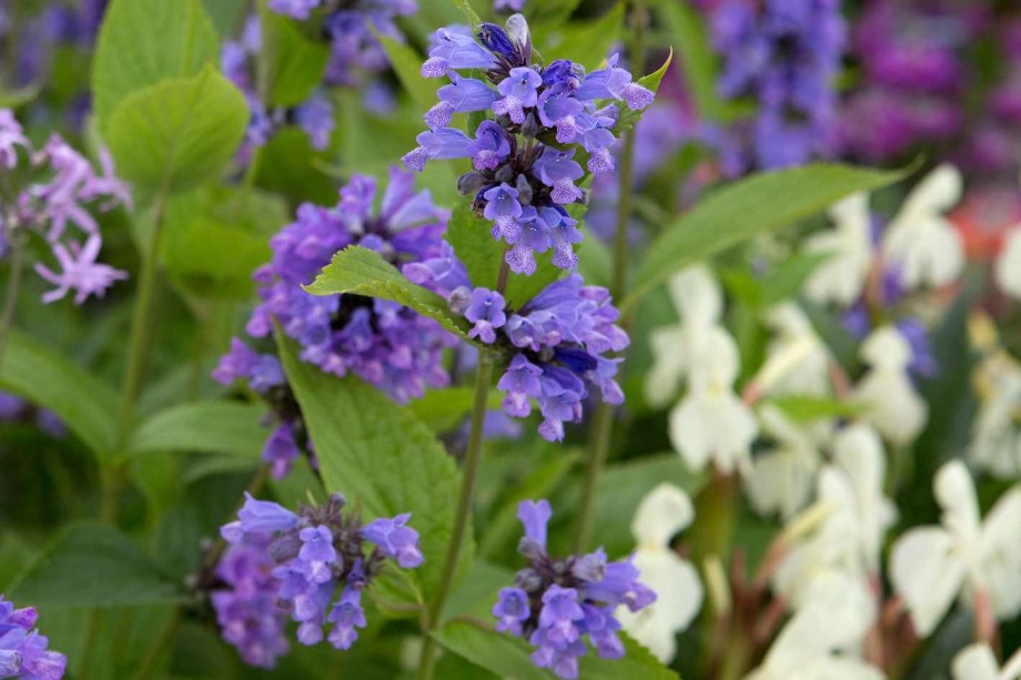 Erva-dos-gatos: Catmints são perenes atraentes com folhagem perfumada, com massas de flores ricas em néctar no verão. Existem muitos tipos de catmint disponíveis, desde tipos pequenos e espessos adequados para cultivo em vasos, até variedades mais altas, perfeitas para cultivar no meio de um canteiro. Eles prosperam em uma posição de pleno sol, com solo leve e bem drenado.