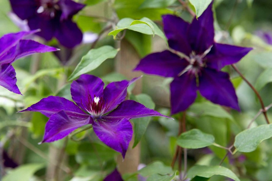 Barbas-de-velho: Há uma abundância de clematites de flores roxas para escolher, com flores de malvas pálidos a roxos profundos. Para as flores da primavera, experimente Clematis alpina, ou para o verão, cultive uma variedade de Clematis viticella.