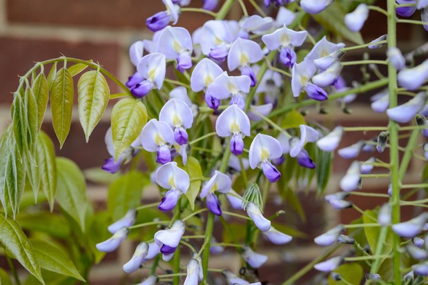 Glicínia: As glicínias carregam massas de flores roxas e são tradicionalmente plantadas na frente das casas ou nas paredes do jardim. As glicínias japonesas são menos vigorosas que as chinesas e têm flores mais longas.