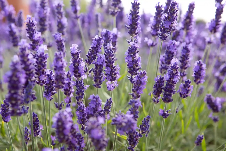 Lavanda: A lavanda tornou-se uma planta robusta devido à sua fragrância rica, linda cor roxa e facilidade de cultivo. Também é popular entre os polinizadores. Cultive-a em pleno sol, em solo bem drenado.