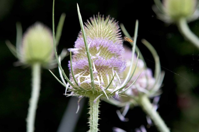 Cardo-cardador: é uma bienal nativa do Reino Unido, com espigões altos de flores semelhantes a escovas com flores roxas, populares entre abelhas e borboletas. Pintassilgos comem a semente no inverno. Cresça na parte de trás de um canteiro ou em uma parte selvagem do jardim.