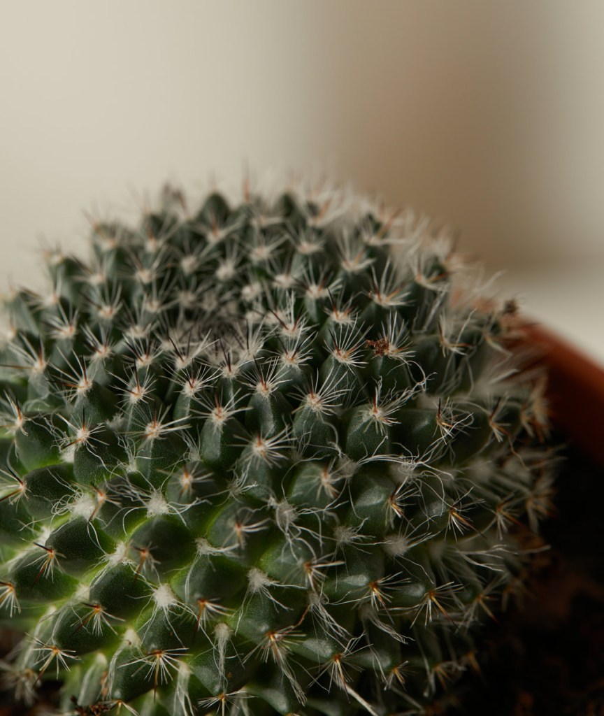 3 dicas essenciais para deixar seus cactos felizes Bloomscape (2) Close em espinhos de cacto.