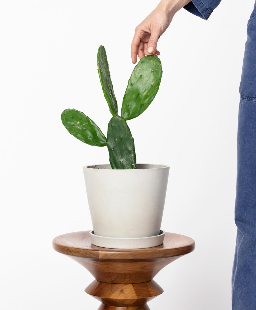 3 dicas essenciais para deixar seus cactos felizes Bloomscape (3) Vaso branco com cacto.