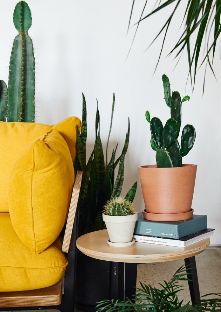 3 dicas essenciais para deixar seus cactos felizes Bloomscape (4) Mesinha de apoio ao lado de sofá decorado por dois vasinhos com cactos.