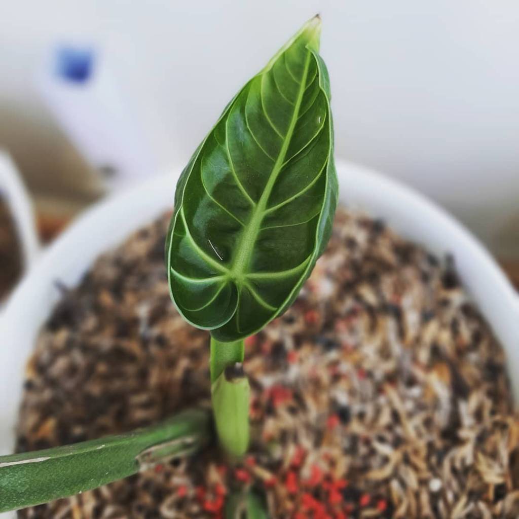 Foto de cima de um antúrio com uma folha sozinha verde escura com veios verde claros.