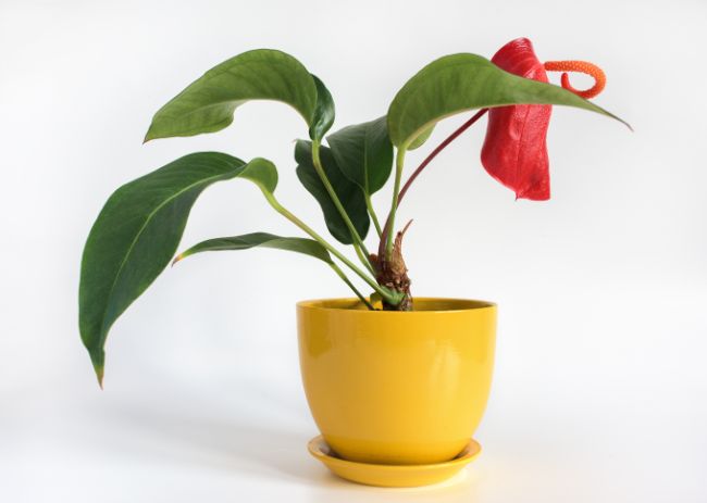 Antúrio plantado em vaso. Ele ostenta uma flor vermelha e folhas viçosas.