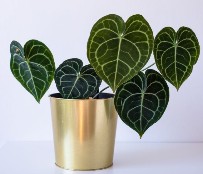 Antúrio plantado em vaso com folhas verdes escuras com veios verdes claros.