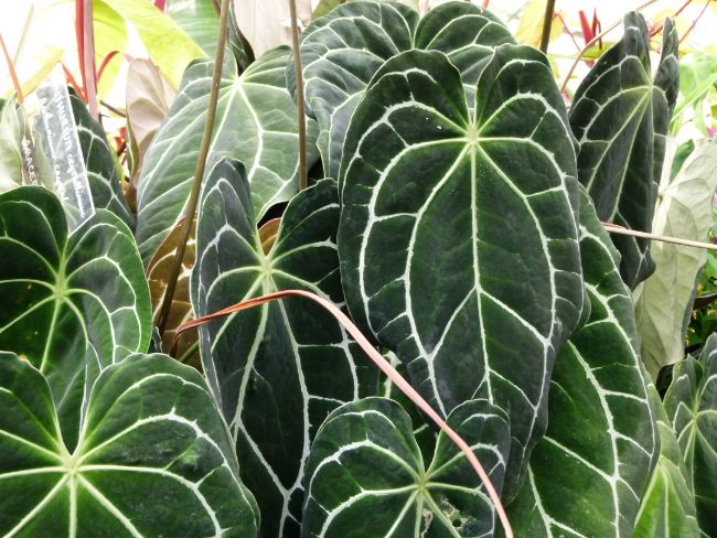 Antúrio com folhas verdes escuras com veios verdes claros.