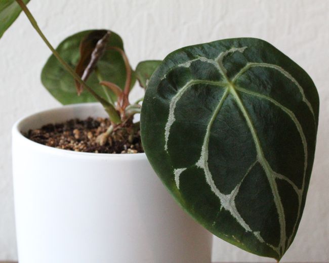 Antúrio plantado em vaso com folhas verdes escuras com veios verdes claros.