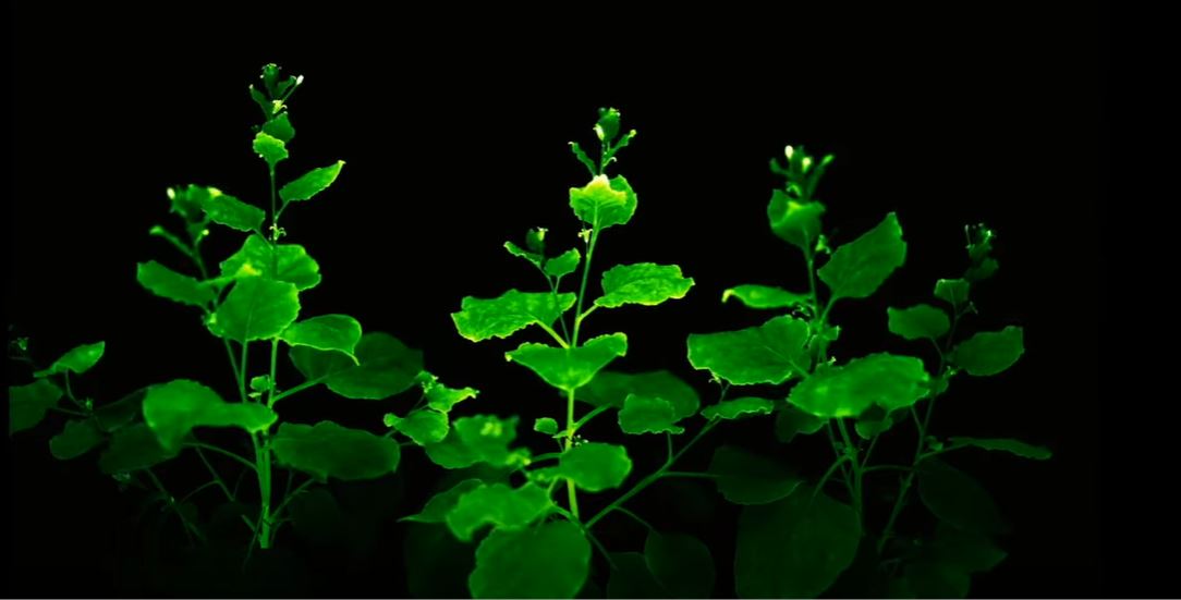 Plantas que brilham no escuro podem ser o novo trend!