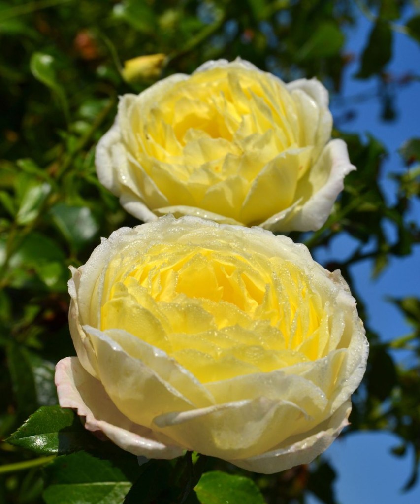 Cascas de banana podem ajudar no jardim Gardeningetc Peter Beales (2) Roseira florida.