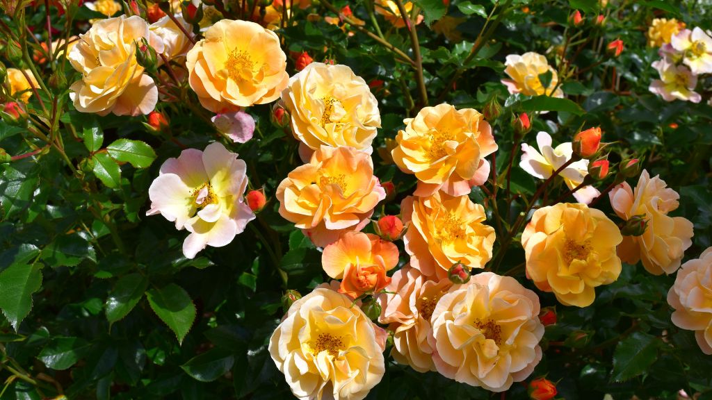 Cascas de banana podem ajudar no jardim Gardeningetc Peter Beales Roseira florida.