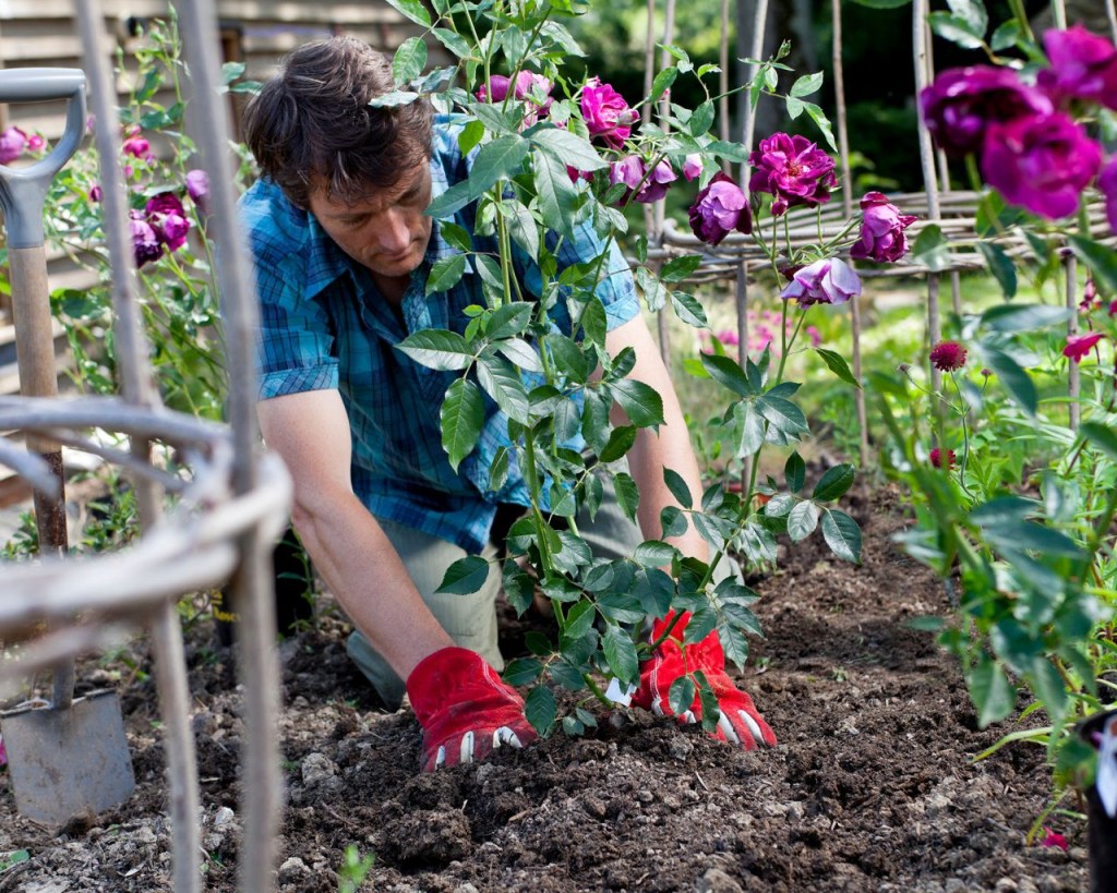 Jardineiro plantando rosas ao ar-livre.