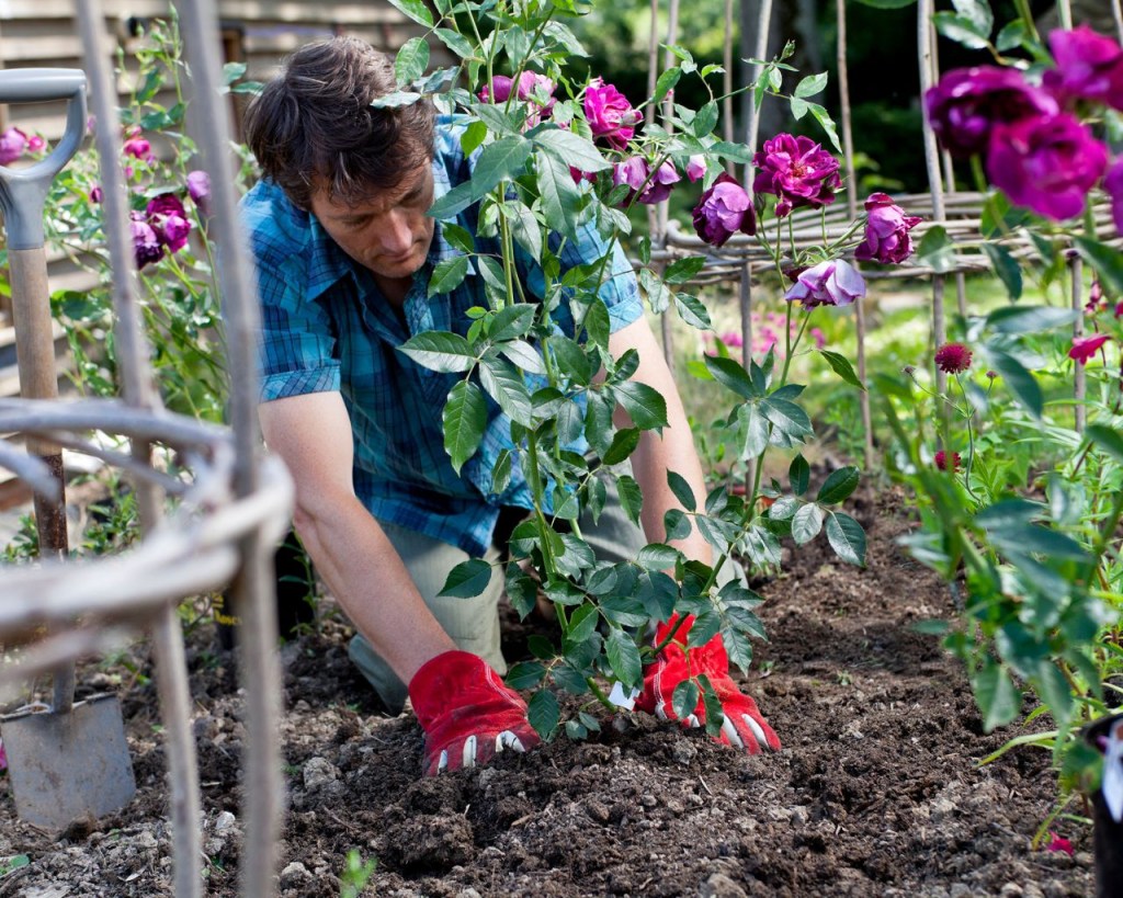 Cascas de banana podem ajudar no jardim Gardeningetc cjp Getty Images Jardineiro plantando rosas ao ar-livre.