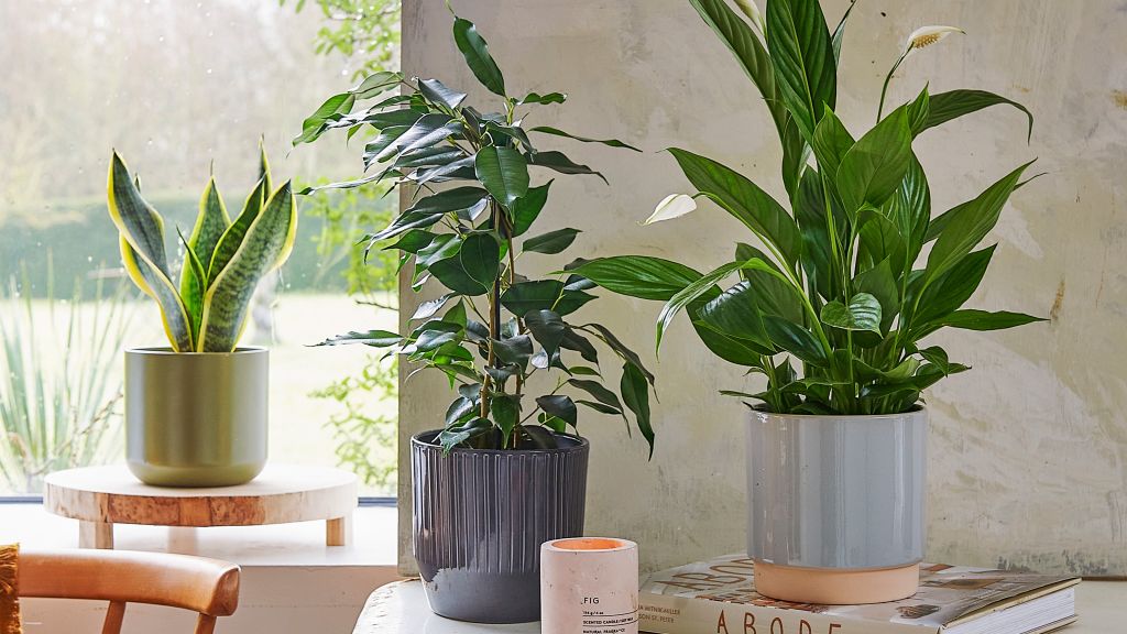 Plantas em vasos dentro de casa.