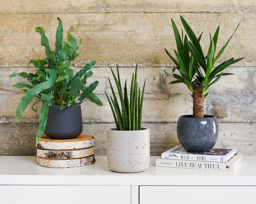 Como cuidar das plantinhas no inverno Gardeningetc Beards & Daisies Plantas em vasos dentro de casa.