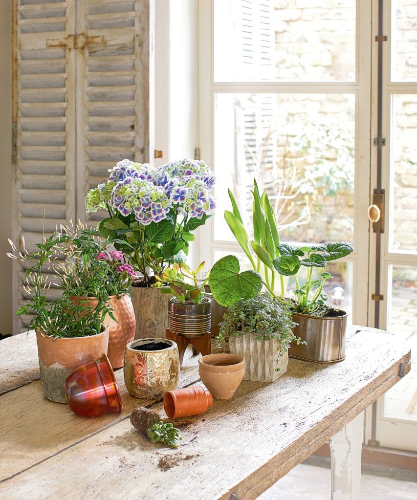 Plantas em vasos dentro de casa.