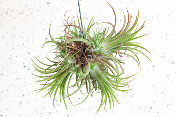 Tillandsias.