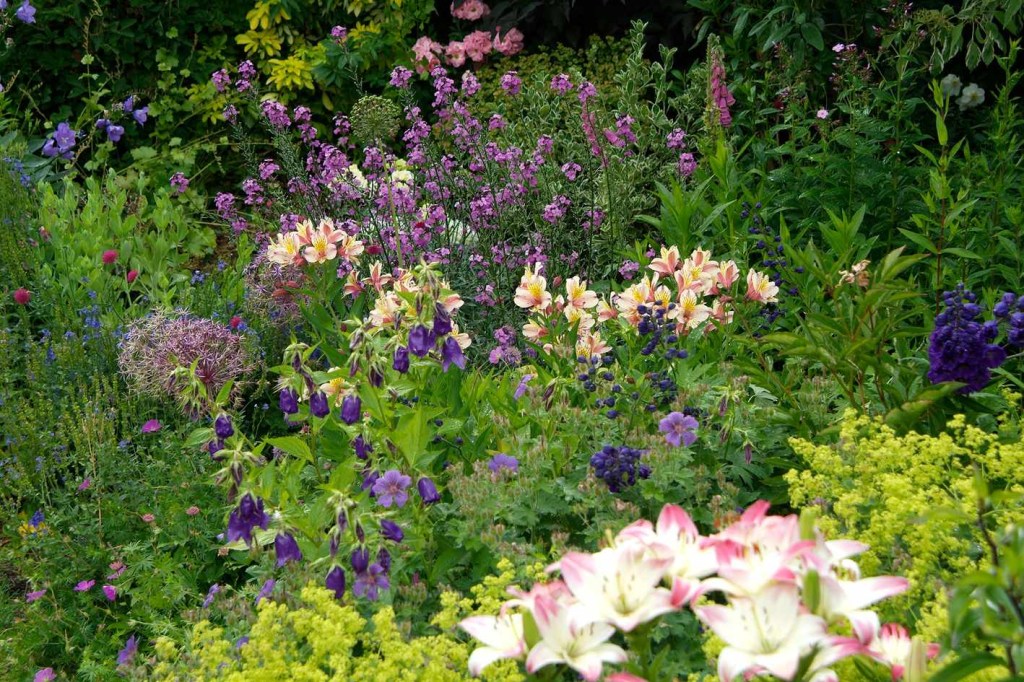 Jardim florido de astromélias em diversas cores.