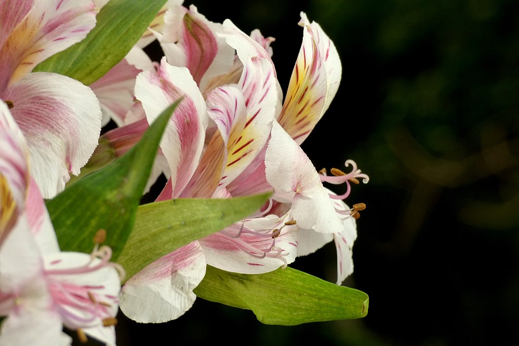 Flor branca com pintas cor de rosa de astromélia.