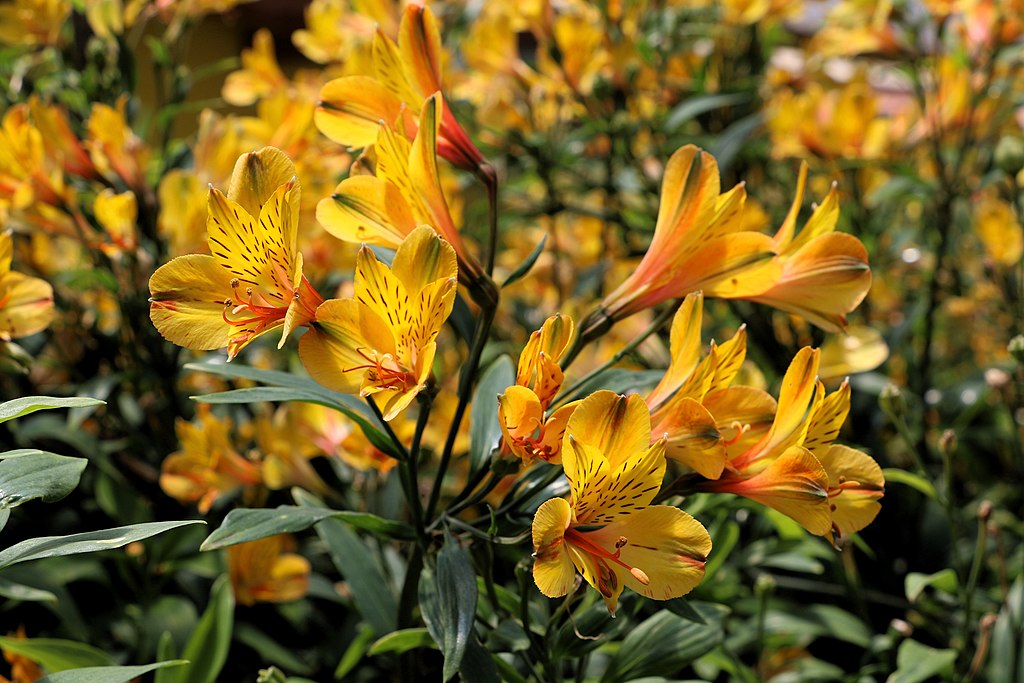 Flor amarela com pintas laranjas de astromélia.