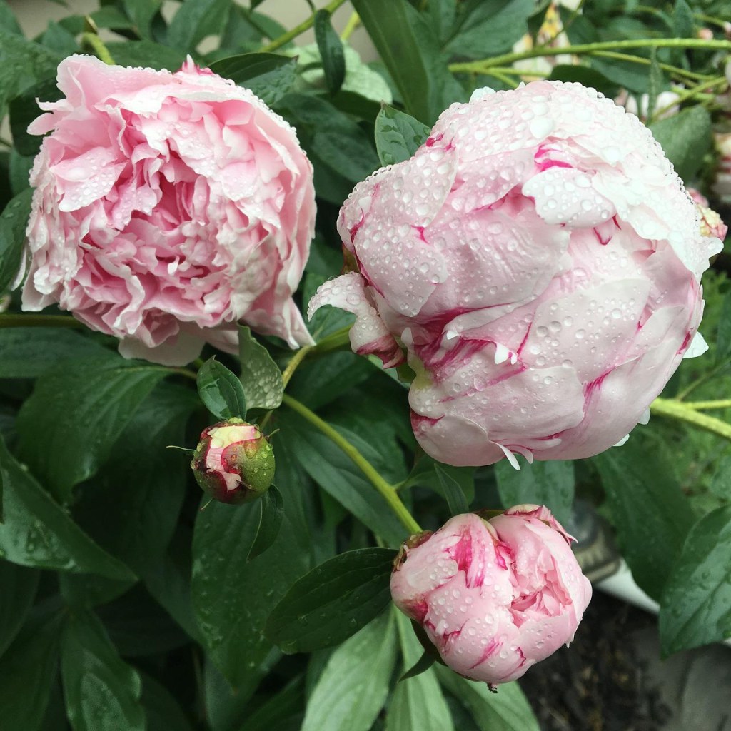 Como plantar e cuidar de peônias Geri Yurkon Pixabay Flores de peônia rosadas.