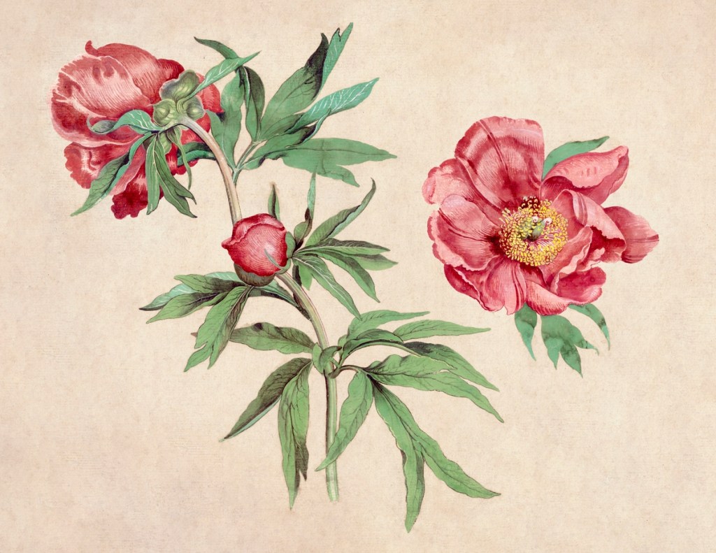 Ilustração científica de uma flor de peônia.