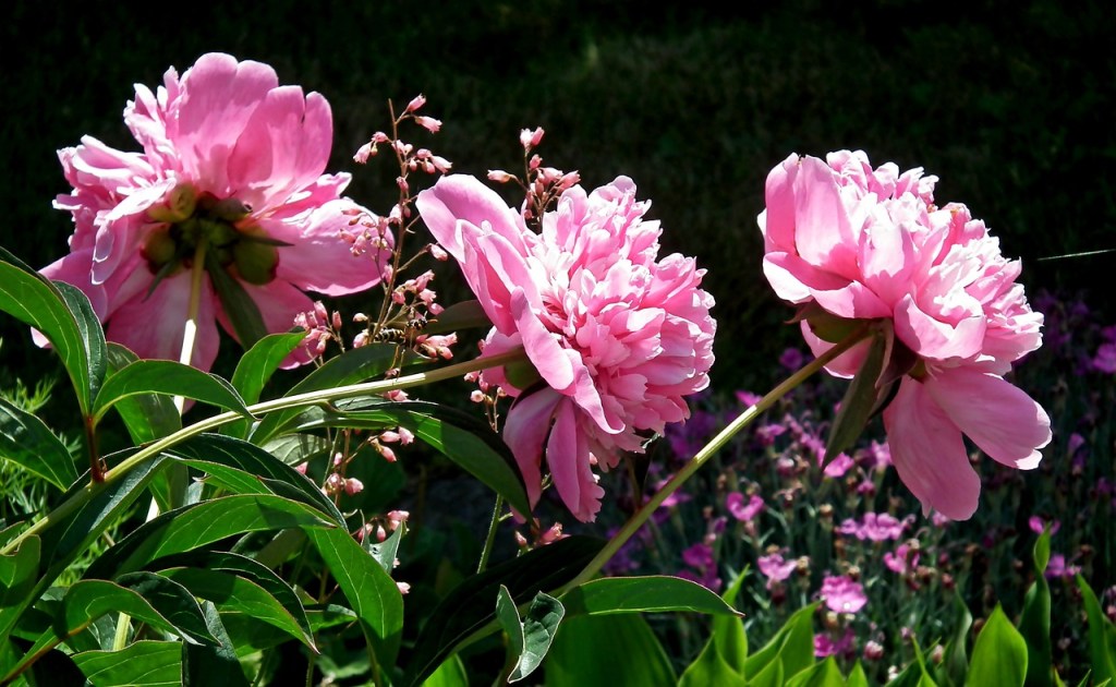 Flores de peônia cor de rosa.
