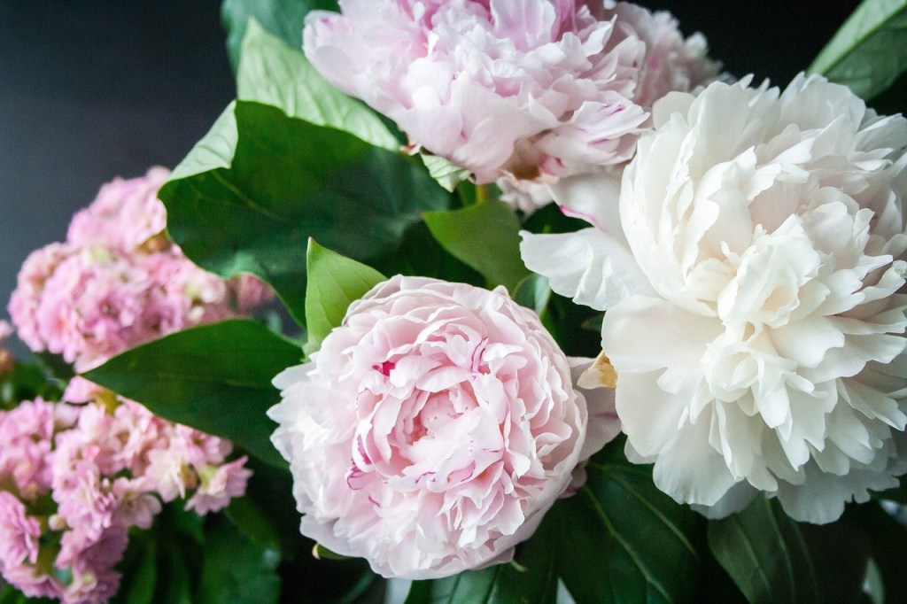 Como plantar e cuidar de peônias Nile Pixabay Flores de peônia rosadas.