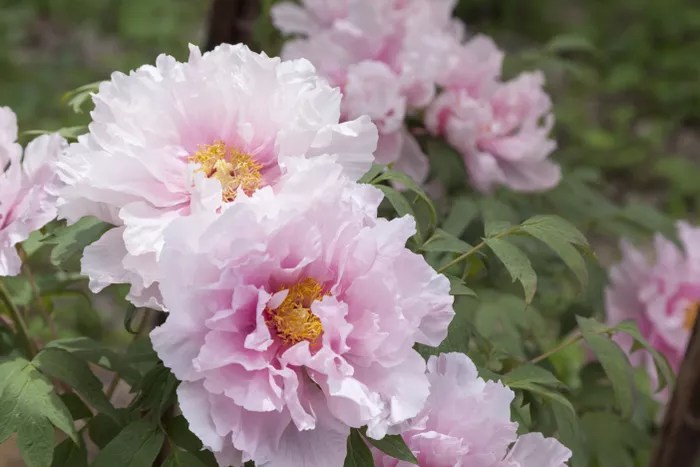 Como plantar e cuidar de peônias Tadao Yamamoto Aflo Getty Images Flores de peônia rosadas.