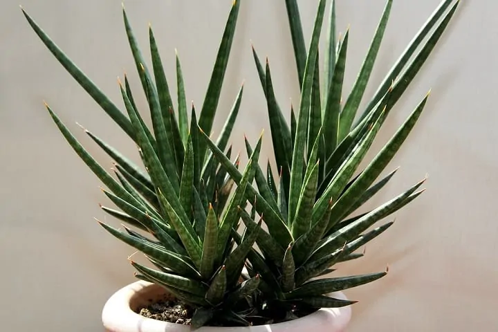 Espadas-de-são-jorge de folhas conicas bem unidas plantadas em vasos.