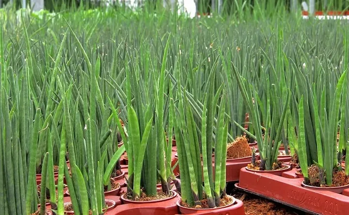 Espadas-de-são-jorge de folhas cilíndricas bem unidas plantadas em vasos.