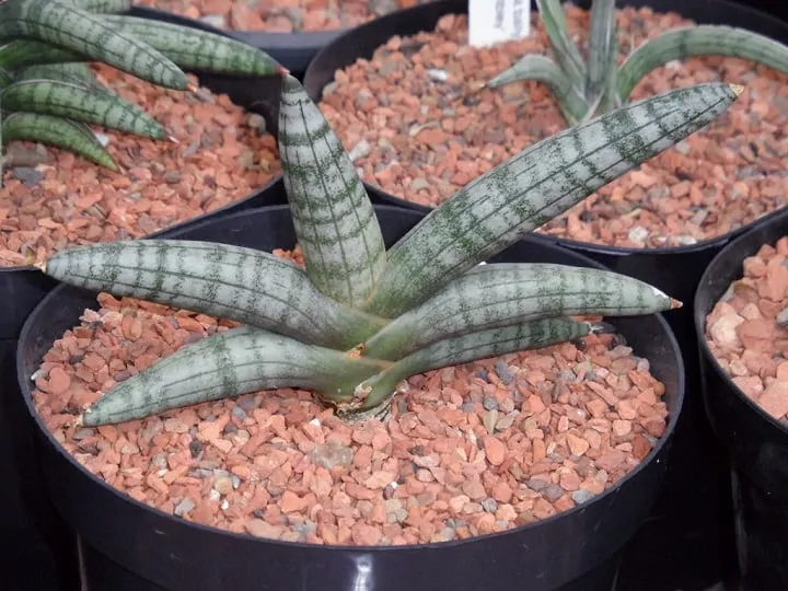 Espadas-de-são-jorge de folhas cilíndricas bem unidas plantadas em vasos.