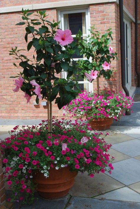 Flores de Hibisco plantadas em um grande vaso em ambiente externo