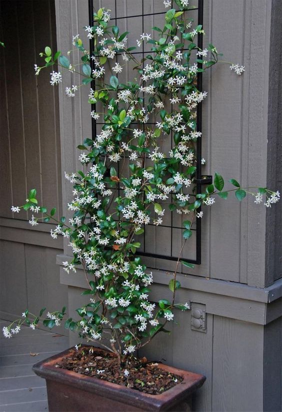 Planta-Jasmine-em-vaso Linda planta Jasmine florida, em ambiente externo