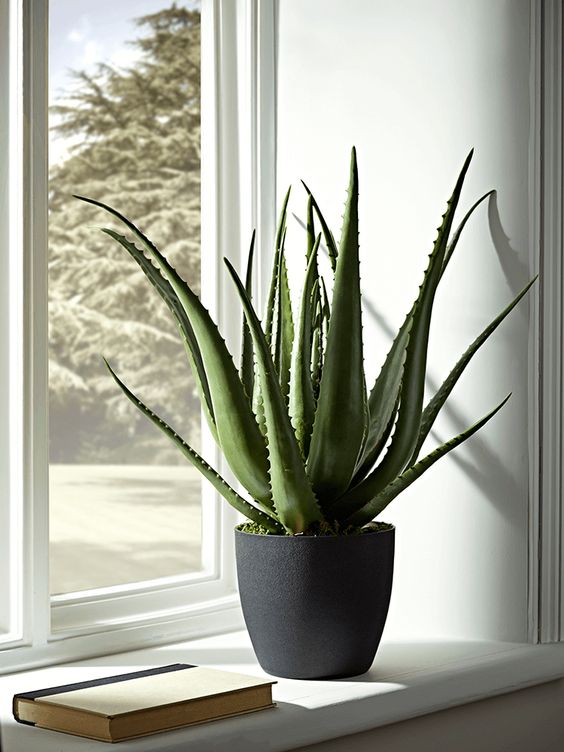 Planta Aloe Vera em um vaso, ao lado de um livro, e em frente a uma janela.