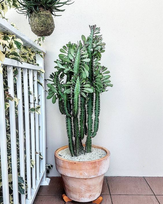 Planta Arbusto de Leite Africano em vaso grande de argila